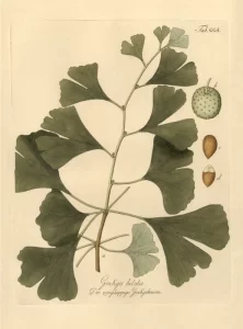 PB Ginkgo Biloba 700