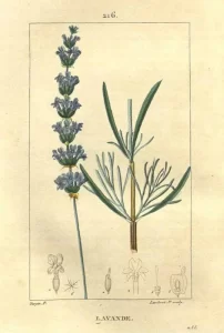 PB Lavandula Angustifolia 700 [Lavanda]