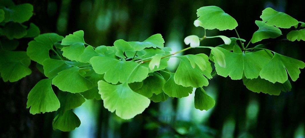 Leia mais sobre o artigo Plantas que nos inspiram: Ginkgo Biloba