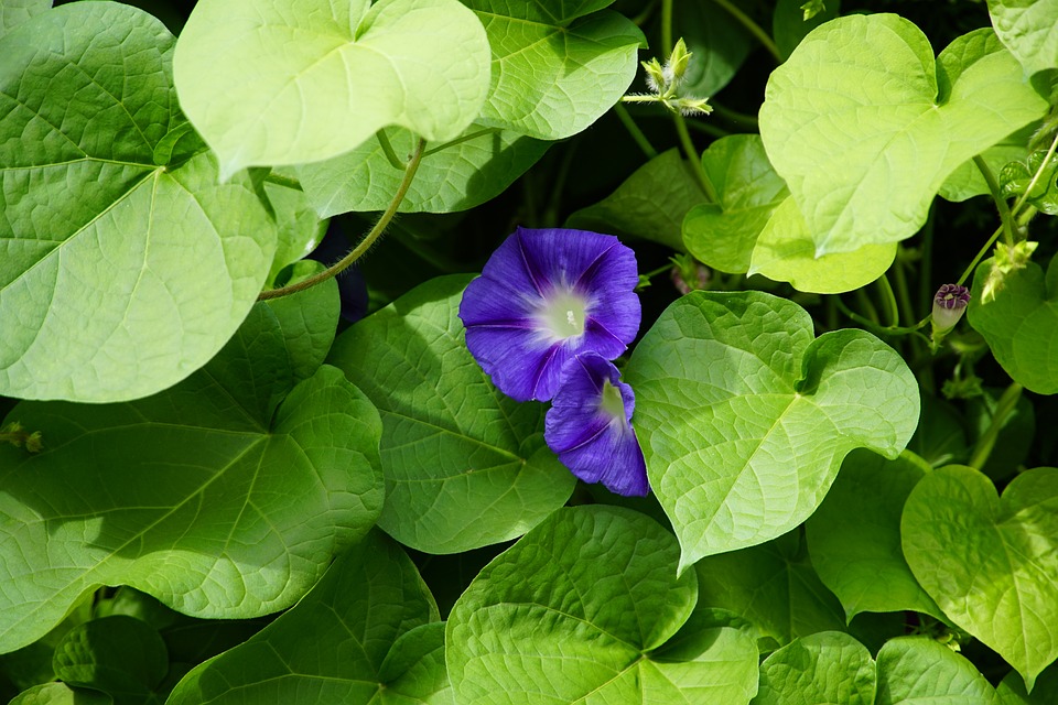 Ipomoea purpurea