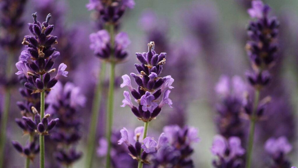 Leia mais sobre o artigo Aromas que nos energizam: Lavanda