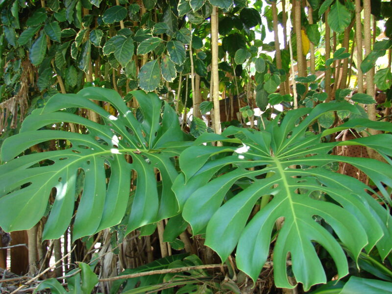 Monstera Deliciosa [Folhas]