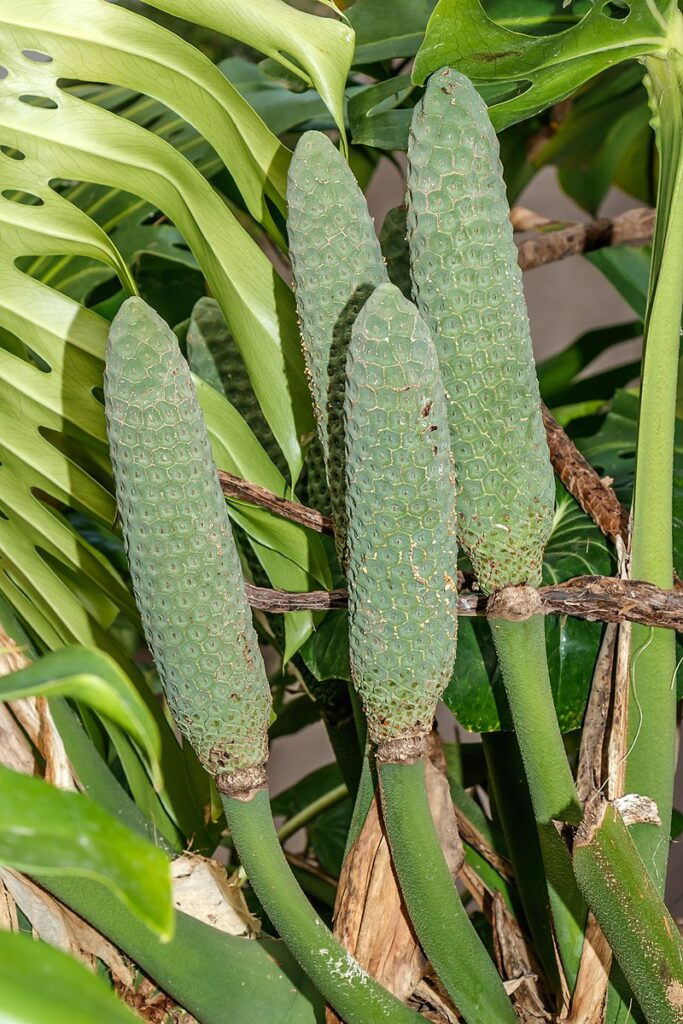 Monstera deliciosa [fruto não-maduro]