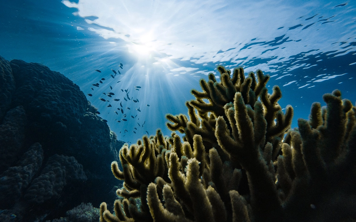 Meta de proteção de 30% do território global e fundo para a proteção da biodiversidade são os destaques da COP15 [Foto: Marek Okon/Unsplash]