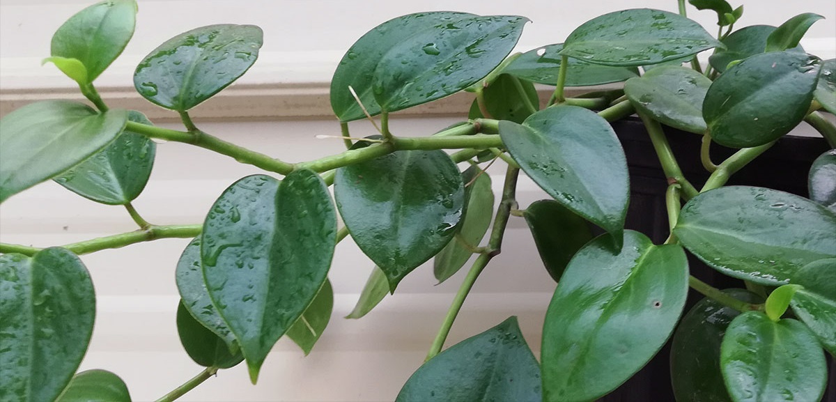 Peperomia Scandens