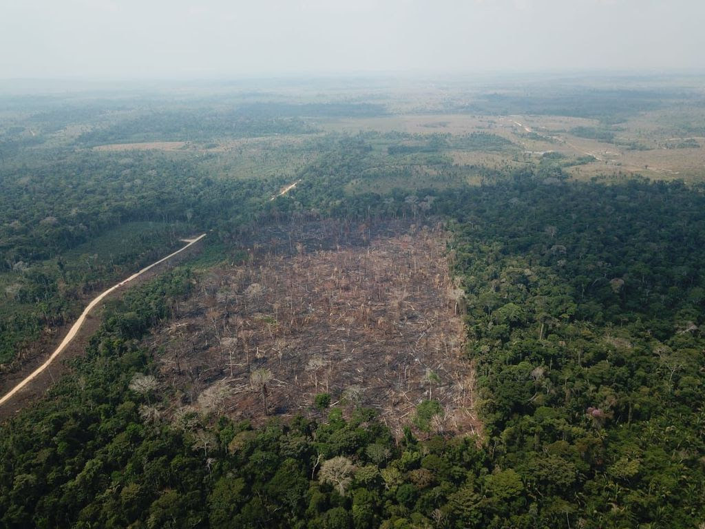 Rede de Especialistas em Conservação da Natureza também traçam expectativas para 2023 [Foto Operação Verde Brasil/Agência Brasil]