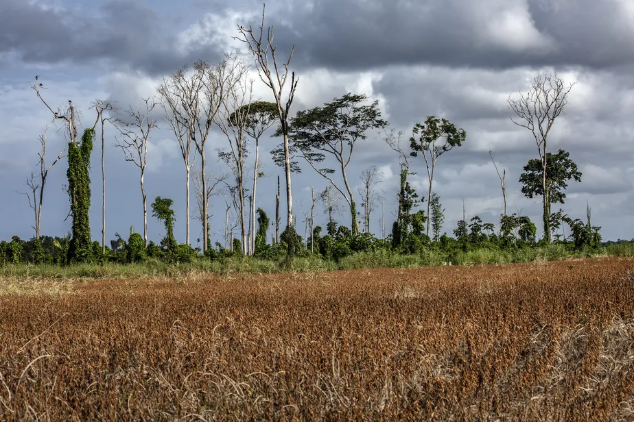 Floresta degrada no Pará: apesar de nunca ter sido desmatada, ela se encontra completamente diferente, em termos de estrutura, biodiversidade e microclima [Foto de Marizilda Cruppe / Rede Amazônia Sustentável]